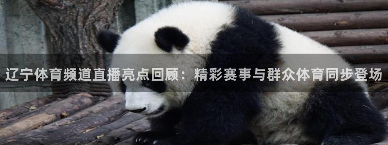 辽宁体育频道直播亮点回顾：精彩赛事与群众体育同步登场