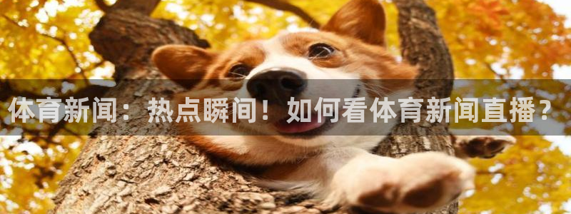 体育新闻：热点瞬间！如何看体育新闻直播？