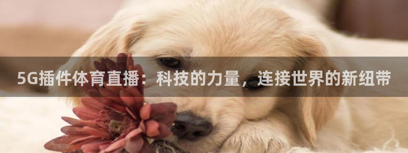 5G插件体育直播：科技的力量，连接世界的新纽带